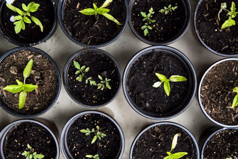 Improving Crop Productivity Through Seed Research